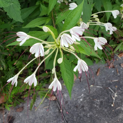 Clerodendrum incisum (Musical Note Plant) Rare Flowering Live Plant