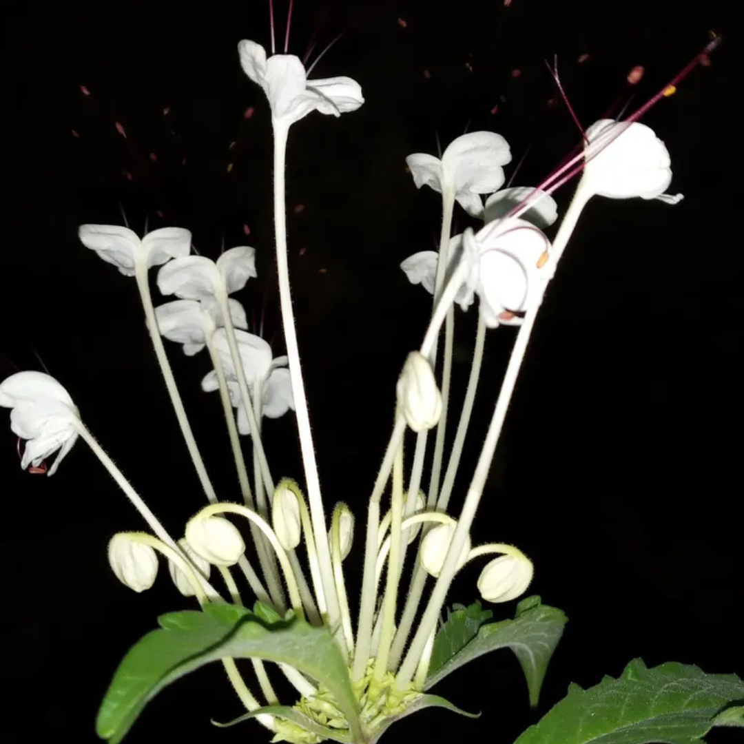 Clerodendrum incisum (Musical Note Plant) Rare Flowering Live Plant