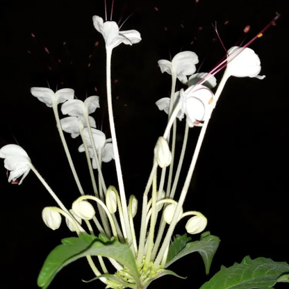 Clerodendrum incisum (Musical Note Plant) Rare Flowering Live Plant
