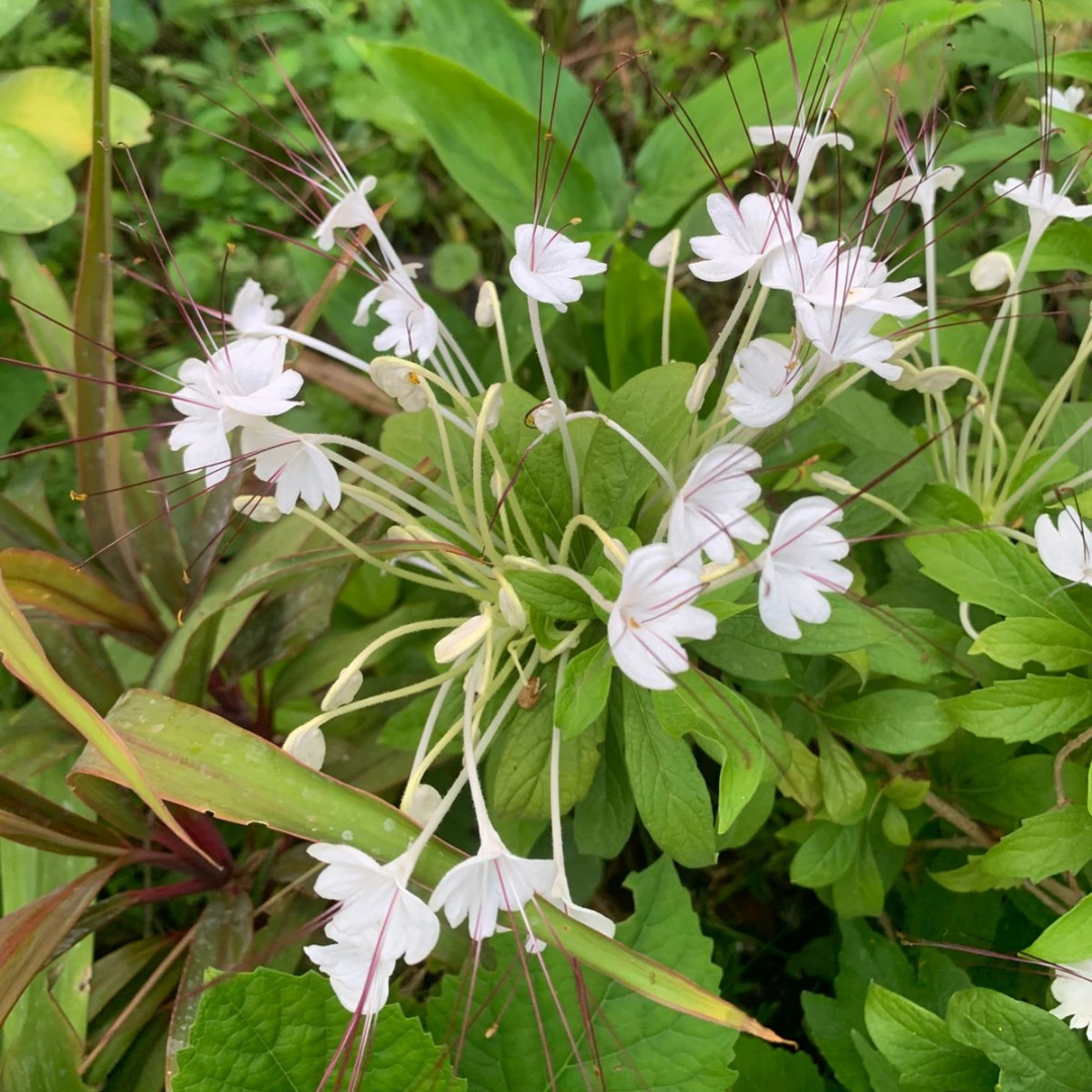 Clerodendrum incisum (Musical Note Plant) Rare Flowering Live Plant
