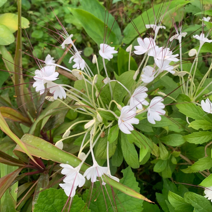 Clerodendrum incisum (Musical Note Plant) Rare Flowering Live Plant