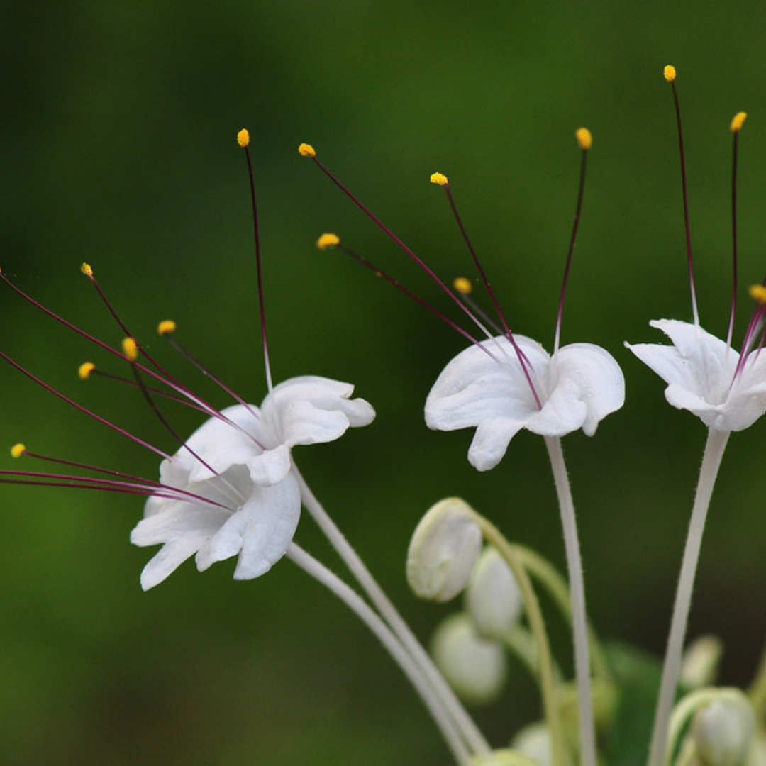 Clerodendrum incisum (Musical Note Plant) Rare Flowering Live Plant