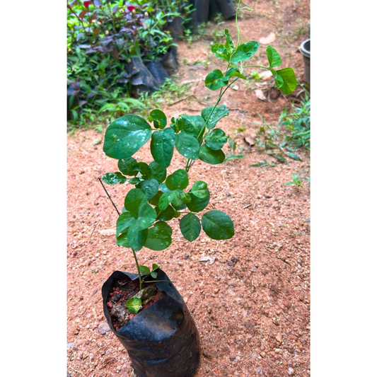 Clitoria Ternatea - Blue Multipetal (Sangu Pushpam, Butterfly Pea) Medicinal Live Plant