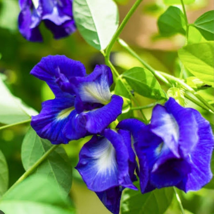 Clitoria Ternatea - Blue Multipetal (Sangu Pushpam, Butterfly Pea) Medicinal Live Plant