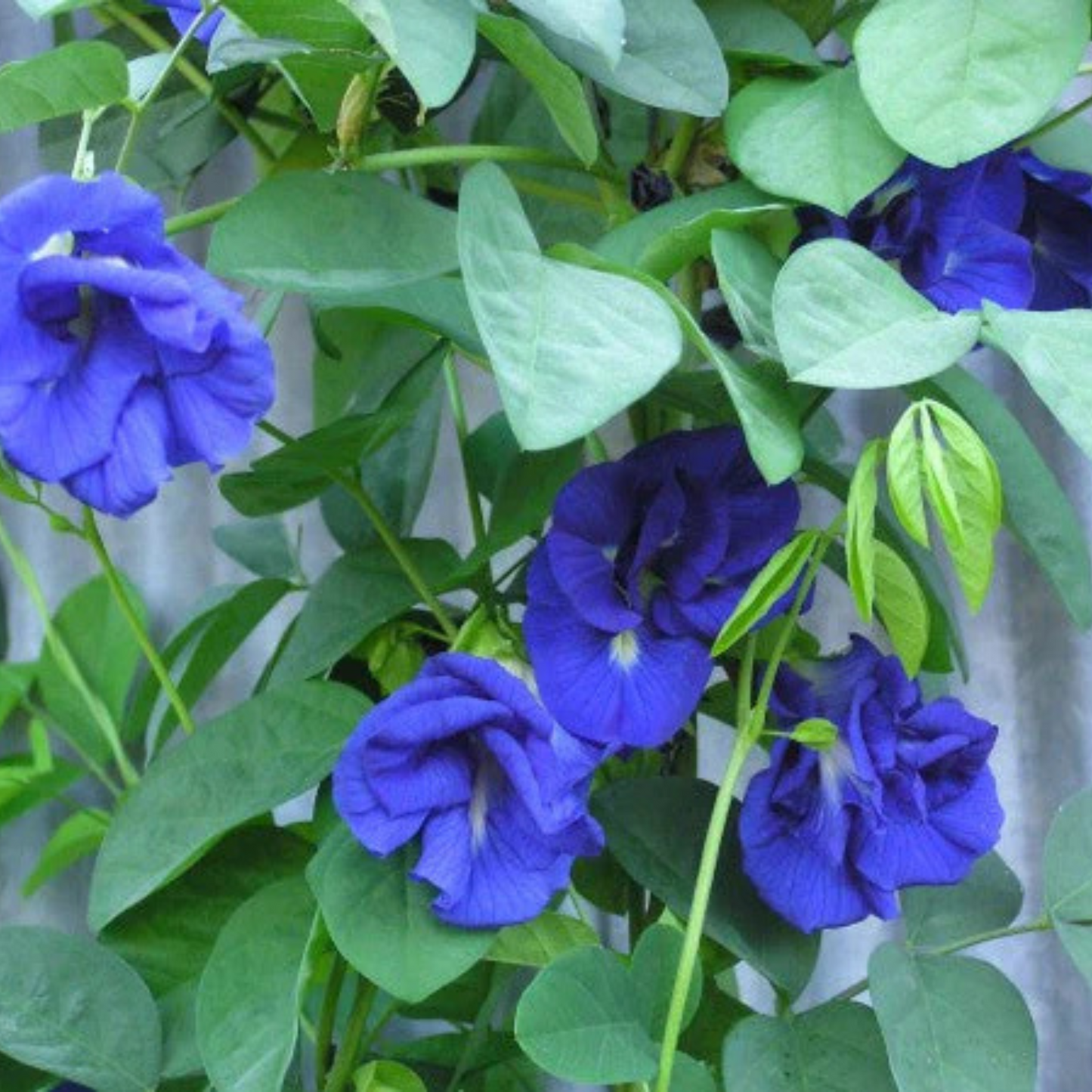 Clitoria Ternatea - Blue Multipetal (Sangu Pushpam, Butterfly Pea) Medicinal Live Plant