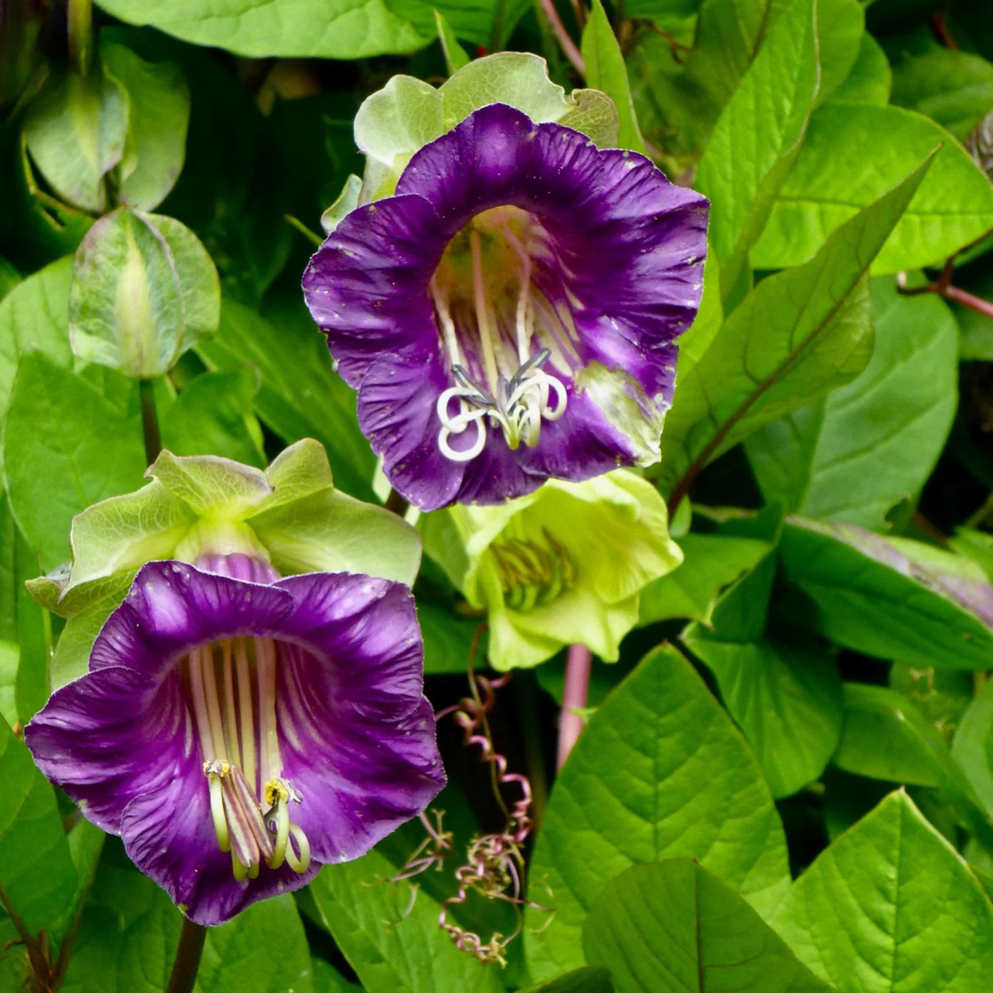 Cobaea Scandens (Cup and Saucer Vine) Flowering Creeper Rare Live Plant