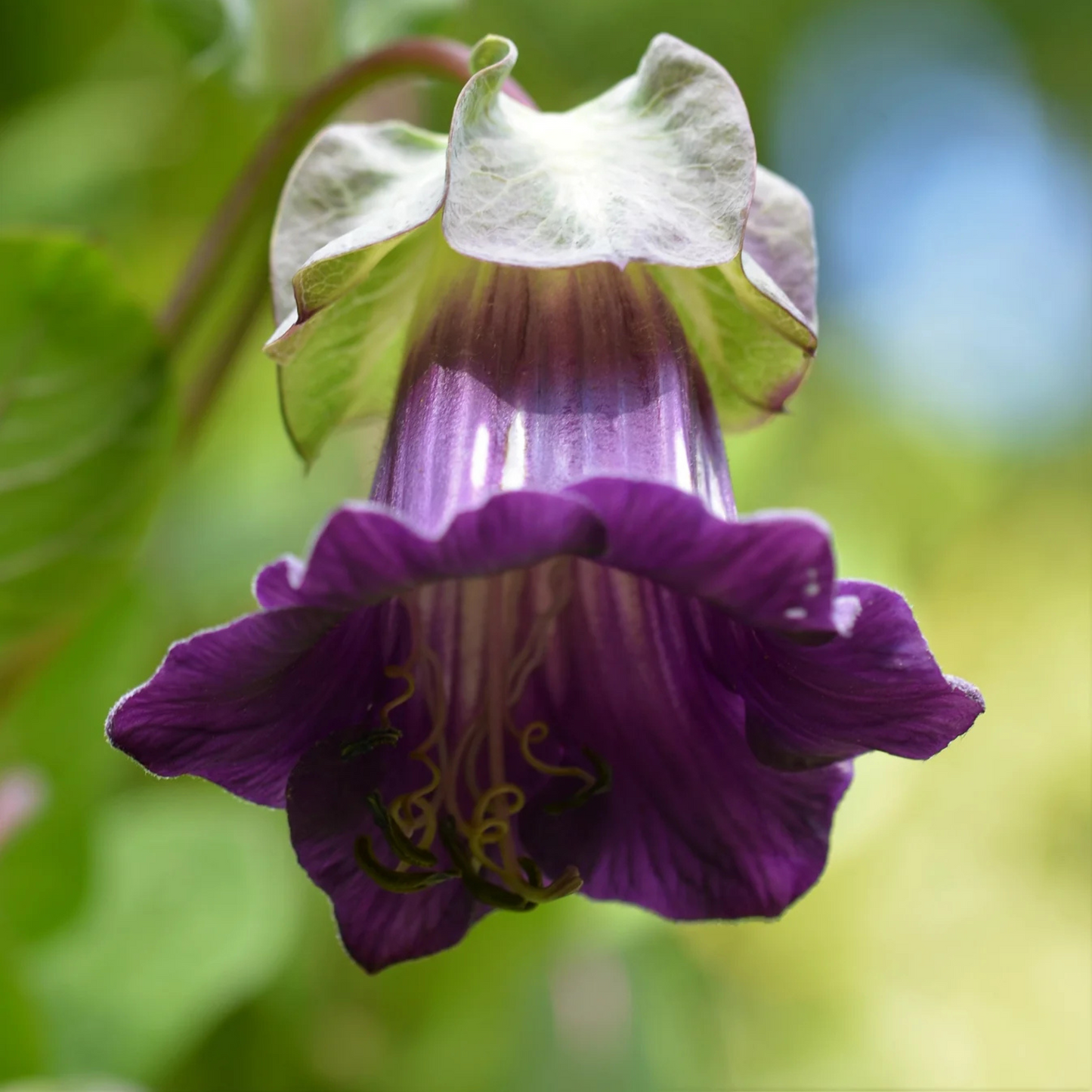 Cobaea Scandens (Cup and Saucer Vine) Flowering Creeper Rare Live Plant