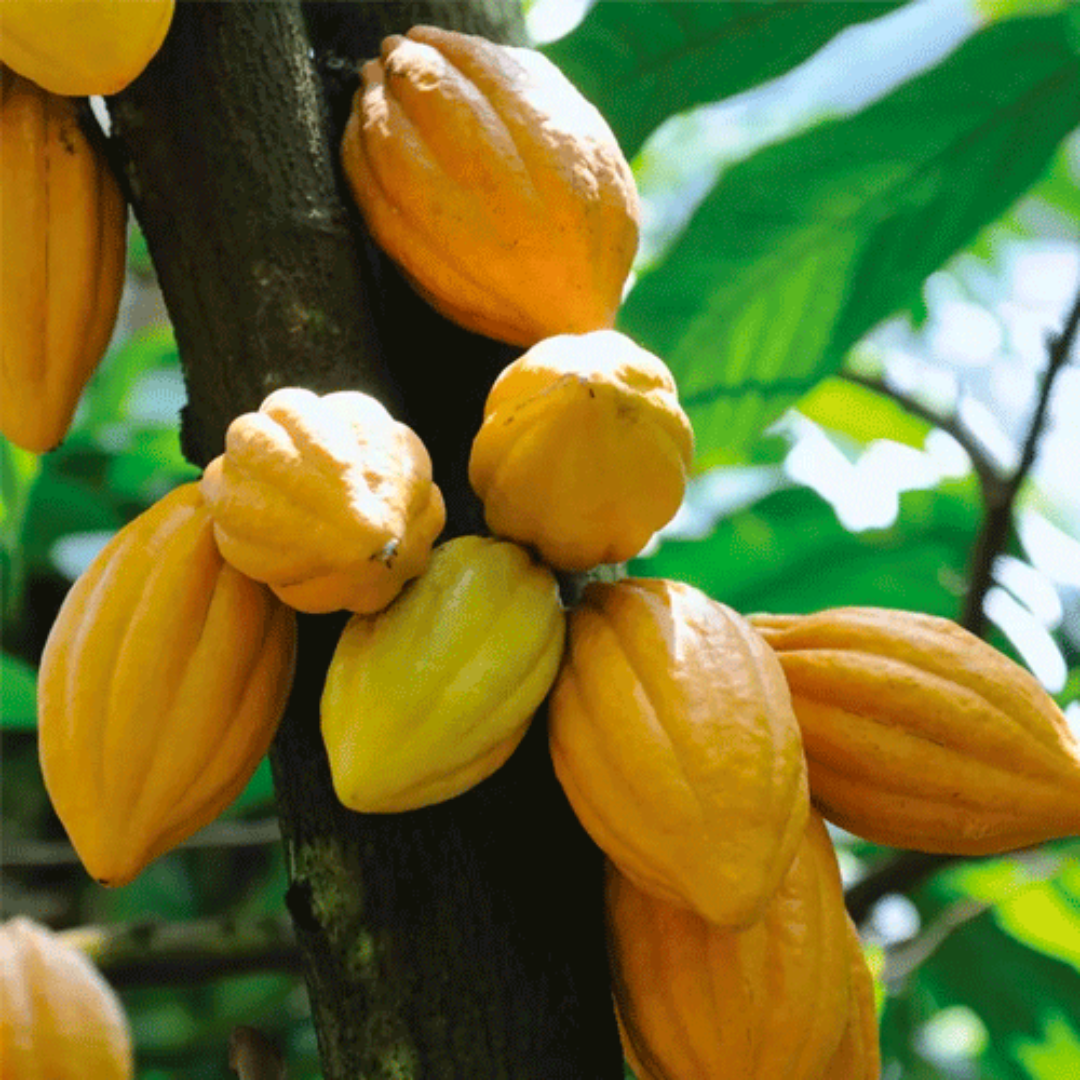 Cocoa (Chocolate Tree) Live Plant