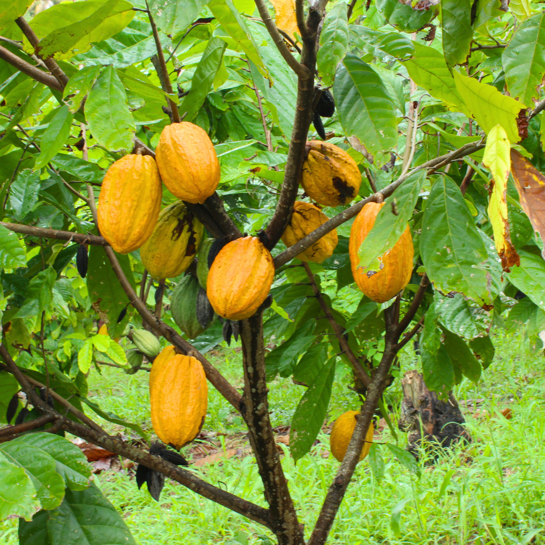 Cocoa (Chocolate Tree) Live Plant