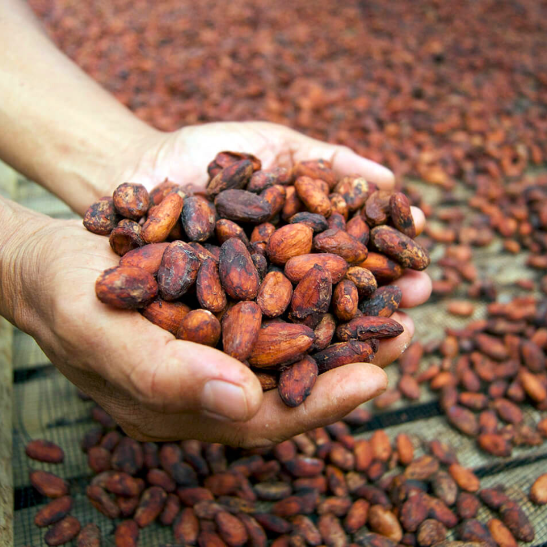 Cocoa (Chocolate Tree) Live Plant
