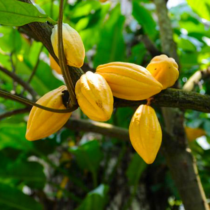 Cocoa (Chocolate Tree) Live Plant