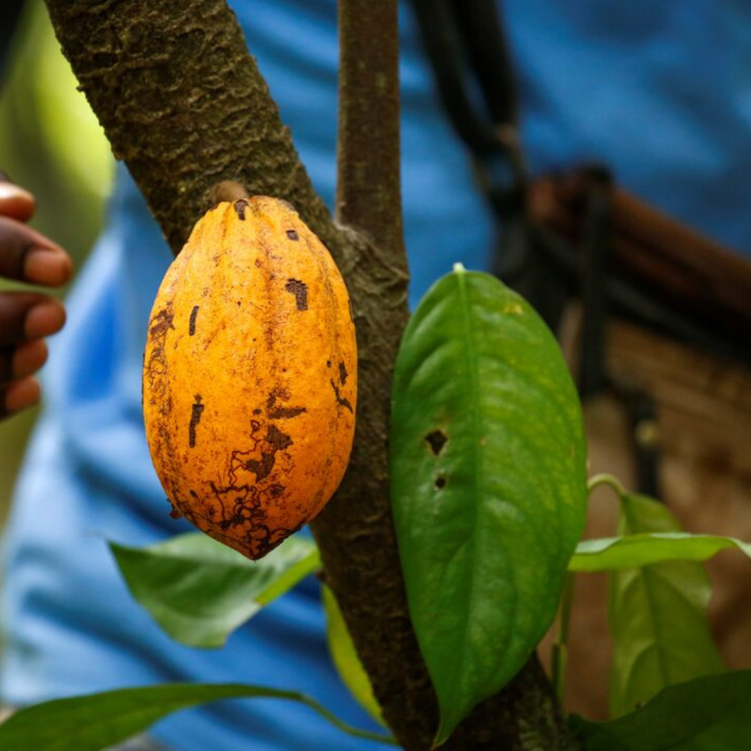 Cocoa (Chocolate Tree) Live Plant