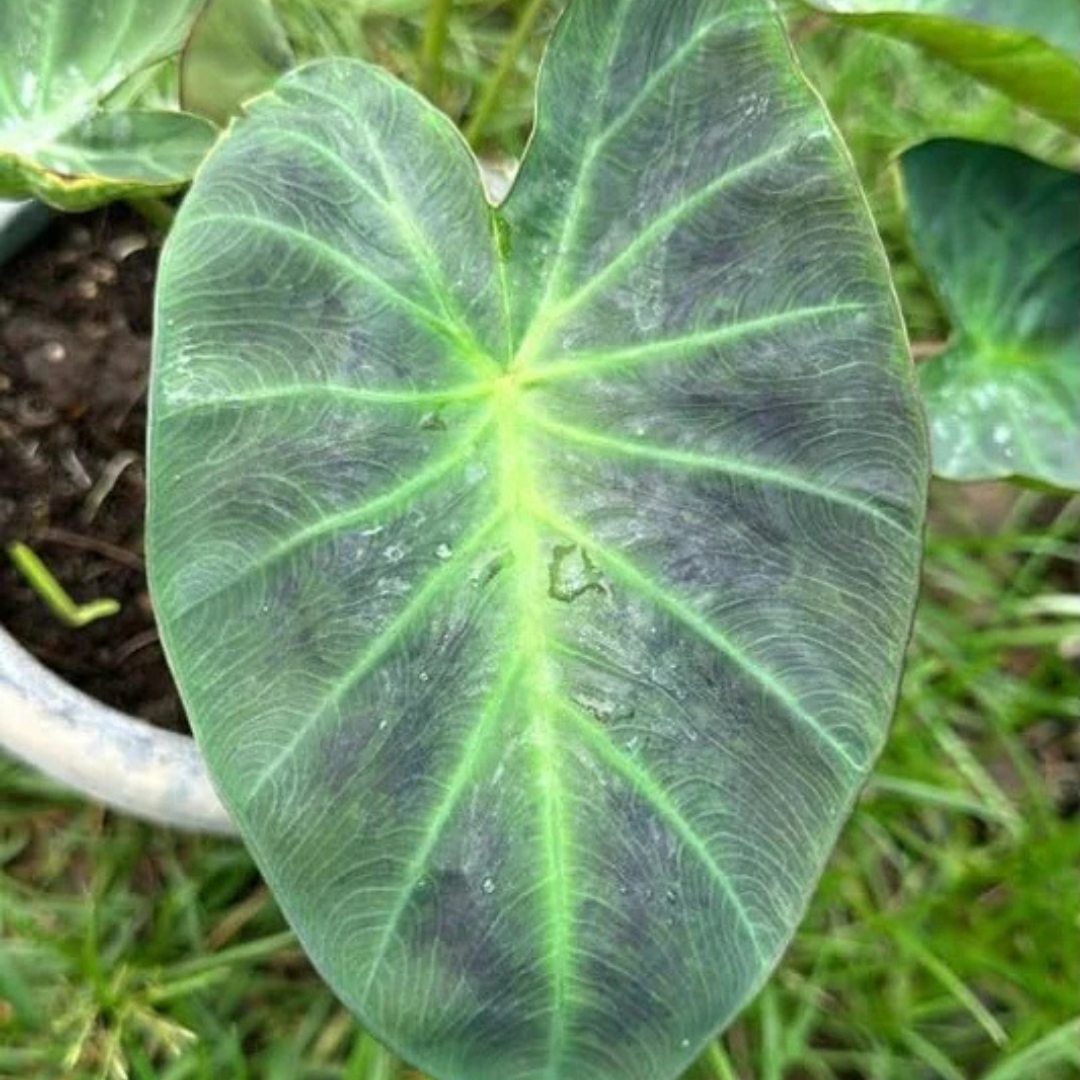 Colocasia Aloha Rare Live Plant