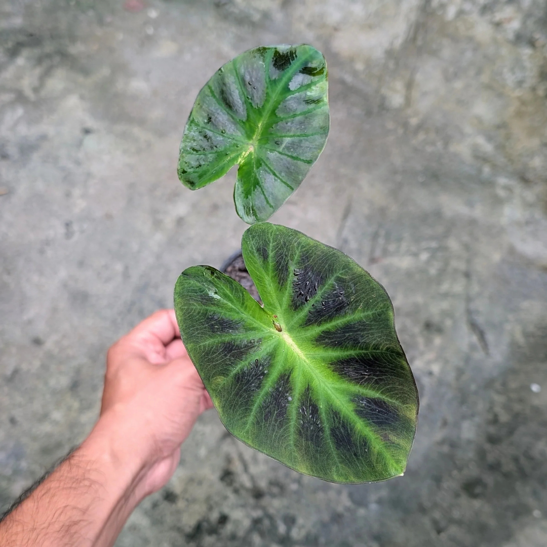 Colocasia Aloha Rare Live Plant