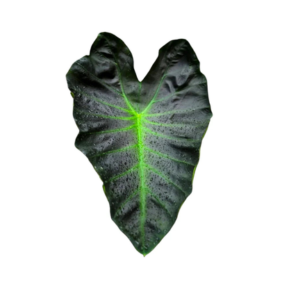 Colocasia Aloha Rare Live Plant