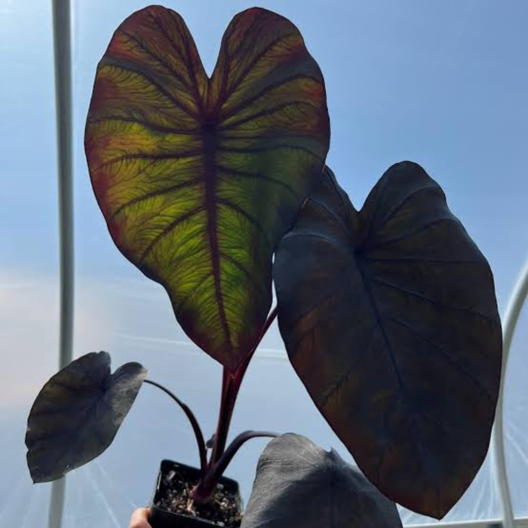 Colocasia Black Magic Rare Live Plant