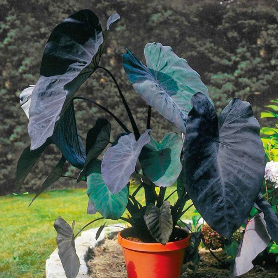 Colocasia Black Magic Rare Live Plant