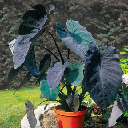 Colocasia Black Magic Rare Live Plant