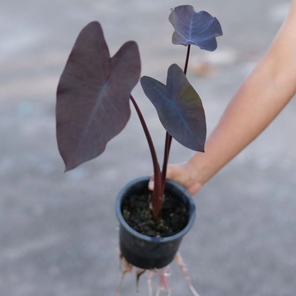 Colocasia Black Magic Rare Live Plant