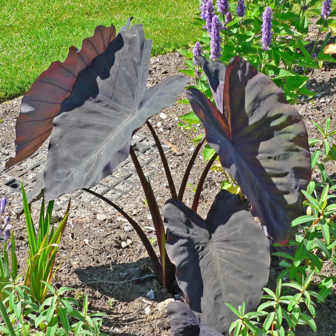 Colocasia Black Magic Rare Live Plant
