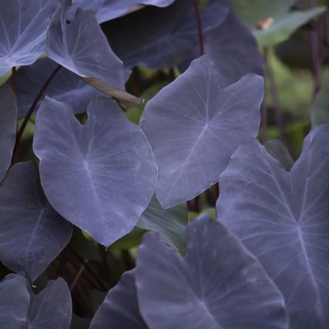 Colocasia Black Magic Rare Live Plant