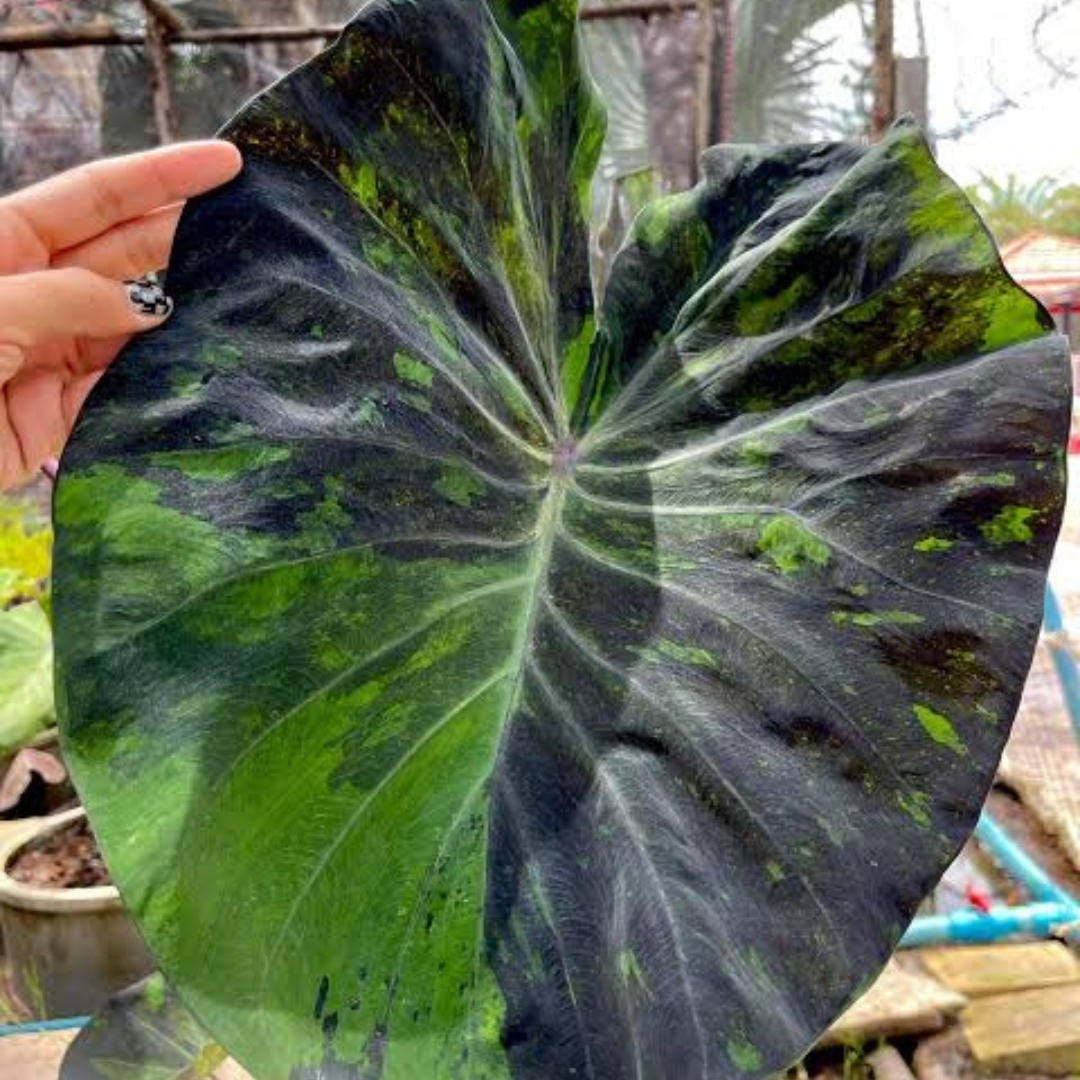 Colocasia Black Marble Rare Live Plant