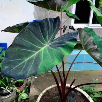 Colocasia Black Marble Rare Live Plant