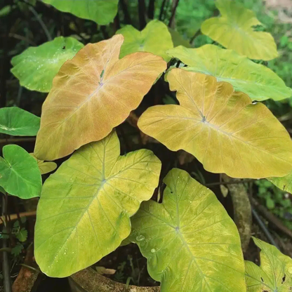 Colocasia Canary Rare Live Plant