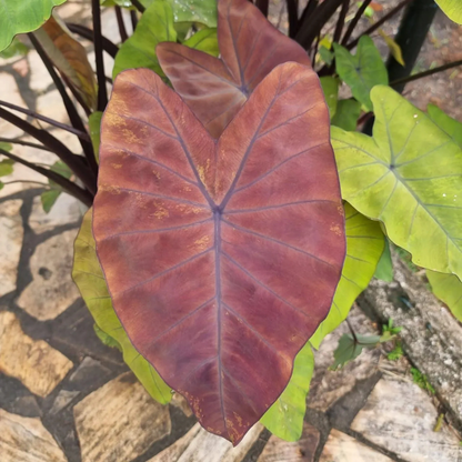 Colocasia Canary Rare Live Plant