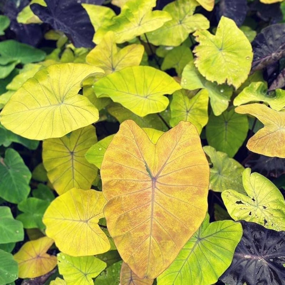 Colocasia Canary Rare Live Plant