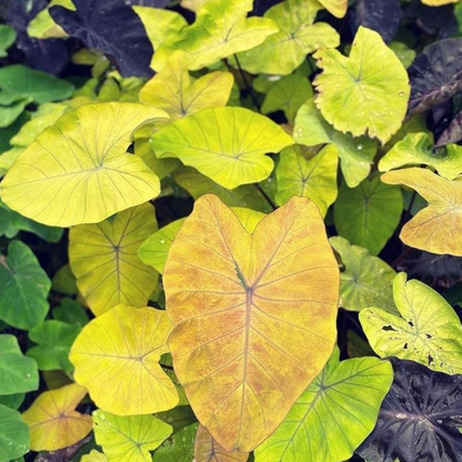 Colocasia Canary Rare Live Plant