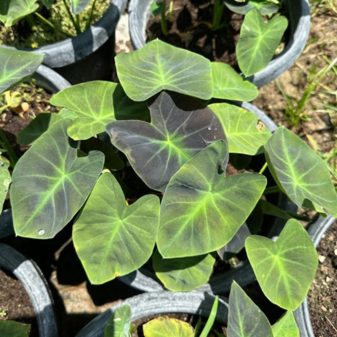 Colocasia Coal Miner Live Plant