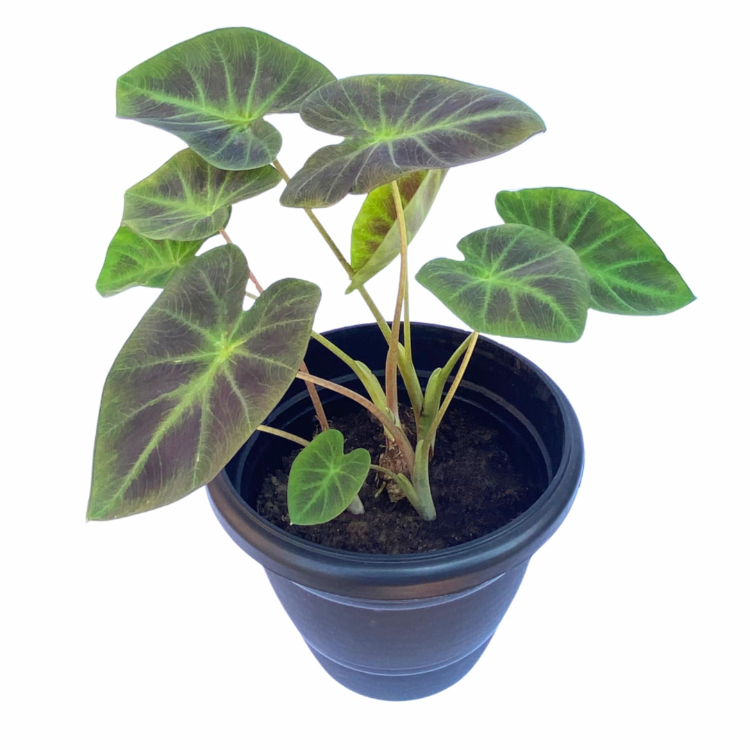 Colocasia Coal Miner Live Plant