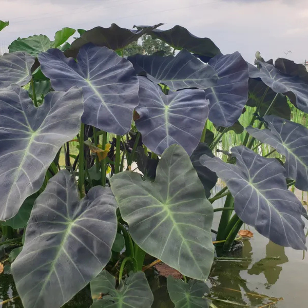Colocasia Coal Miner Live Plant