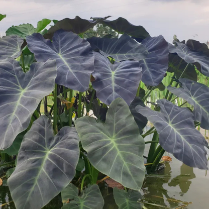 Colocasia Coal Miner Live Plant