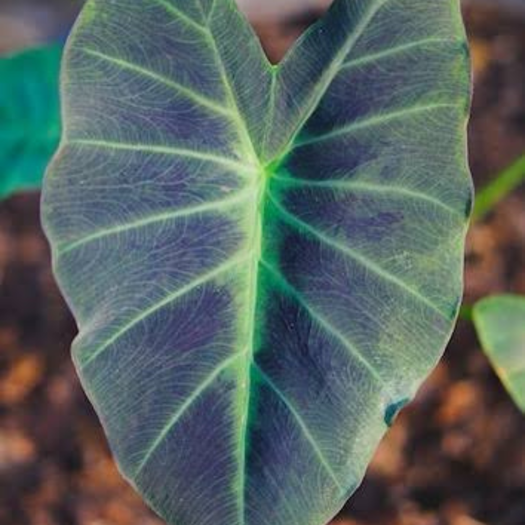 Colocasia Coal Miner Live Plant