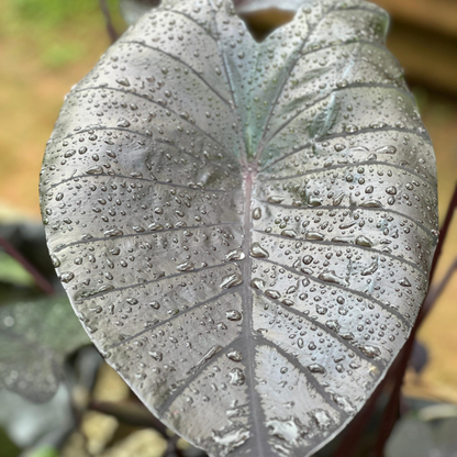 Colocasia Diamond Head Rare Indoor Plant