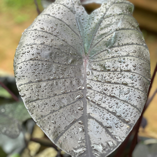 Colocasia Diamond Head Rare Indoor Plant