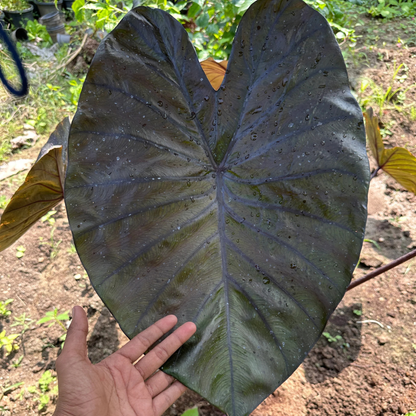 Colocasia Diamond Head Rare Indoor Plant