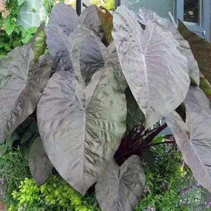 Colocasia Diamond Head Rare Indoor Plant