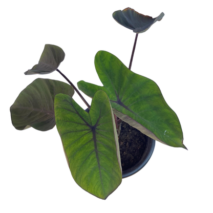 Colocasia Diamond Head Rare Indoor Plant