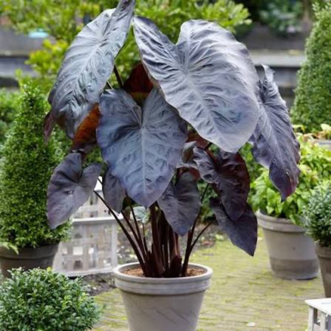 Colocasia Diamond Head Rare Indoor Plant
