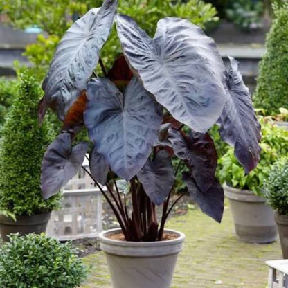 Colocasia Diamond Head Rare Indoor Plant