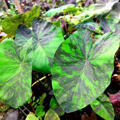 Colocasia Emerald Galaxy Rare Live Plant