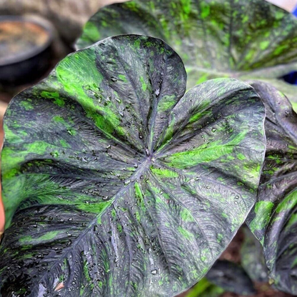 Colocasia Emerald Galaxy Rare Live Plant