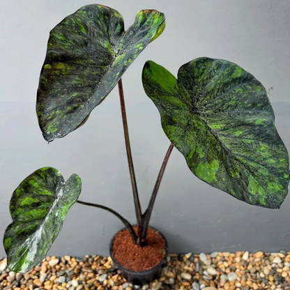 Colocasia Emerald Galaxy Rare Live Plant