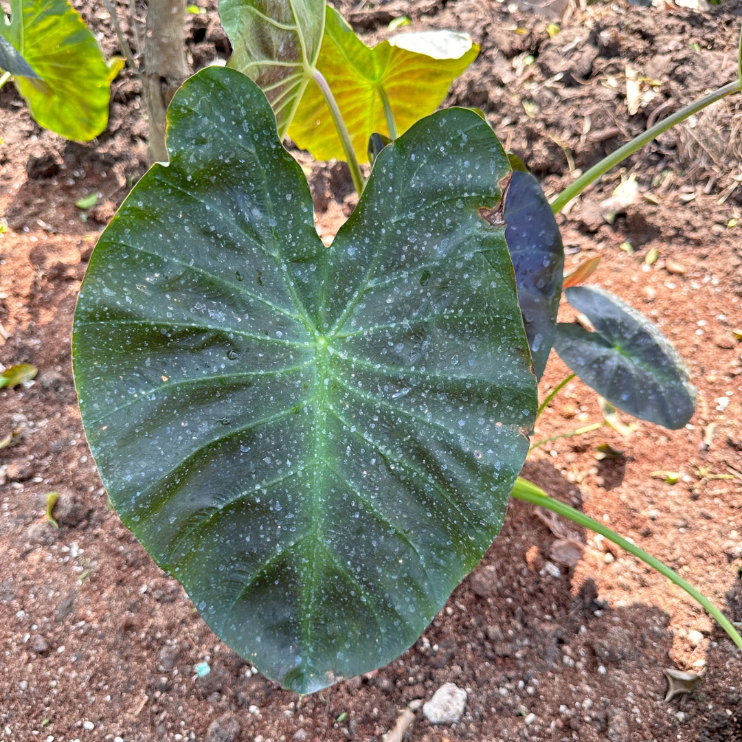 Colocasia Esculenta Rare Indoor Plant