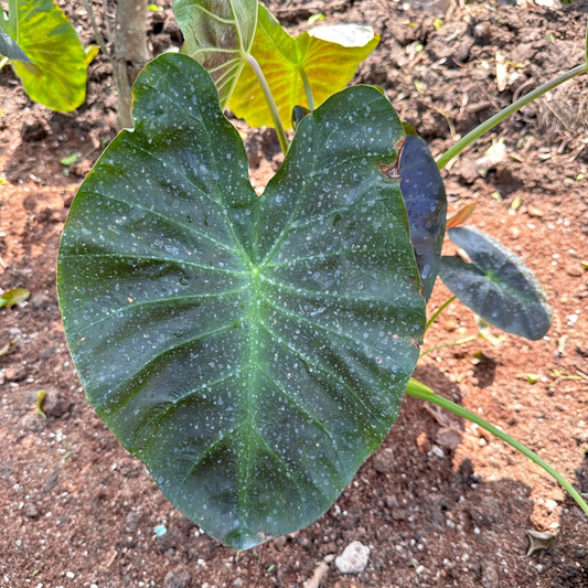 Colocasia Esculenta Rare Indoor Plant