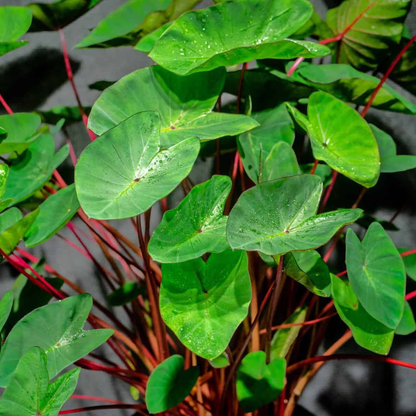 Colocasia Hawaii Punch Rare Indoor Plant