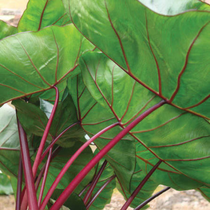Colocasia Hawaii Punch Rare Indoor Plant